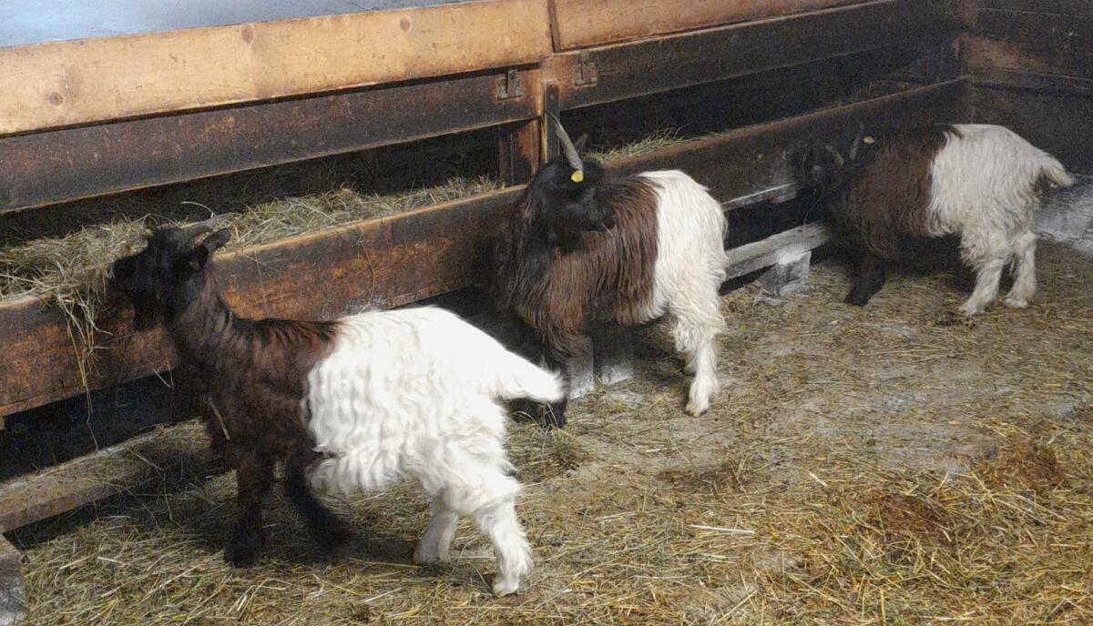 Walliserschwarzhalsziegen Kitze 1