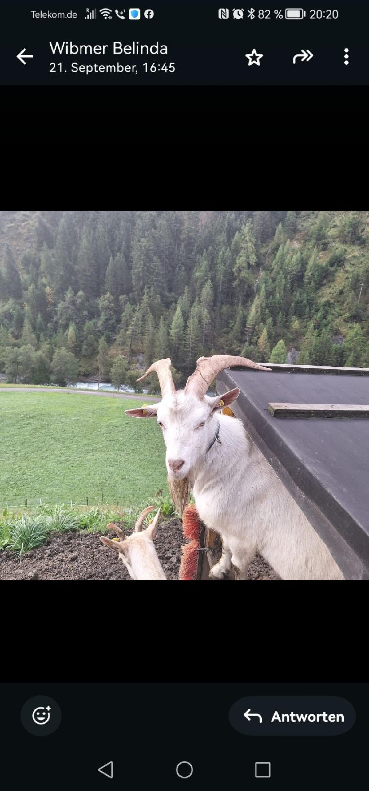 Verkaufe zutraulichen Saanen-Ziegenbock 1