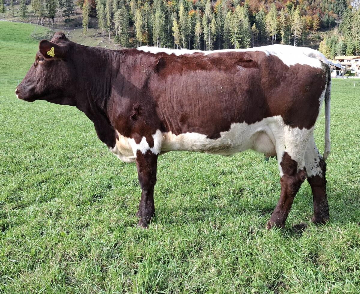 Original Pinzgauer Jungkuh in Milch 2