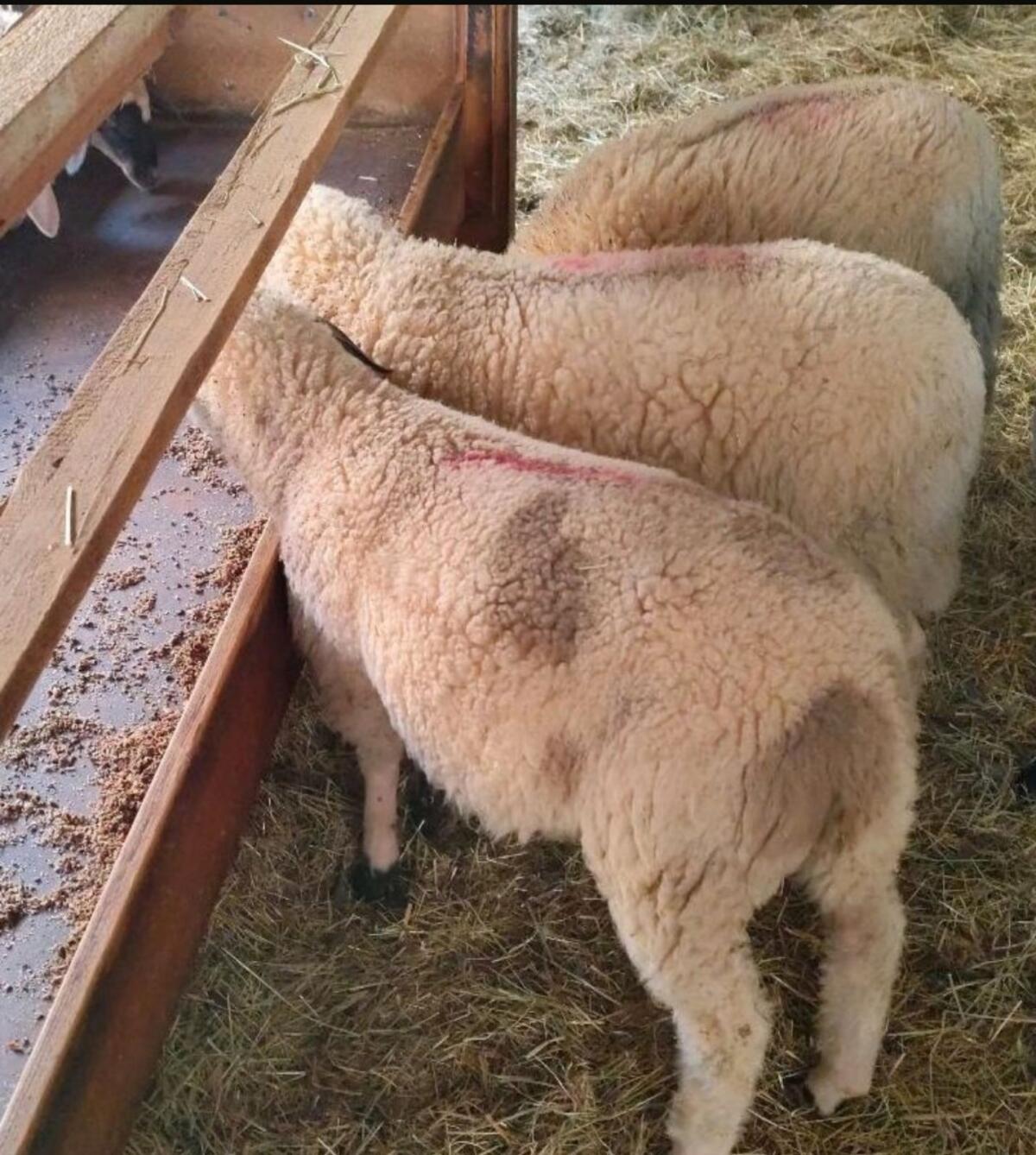 Kaufe ganzjährig Lämmer und Altschafe 2