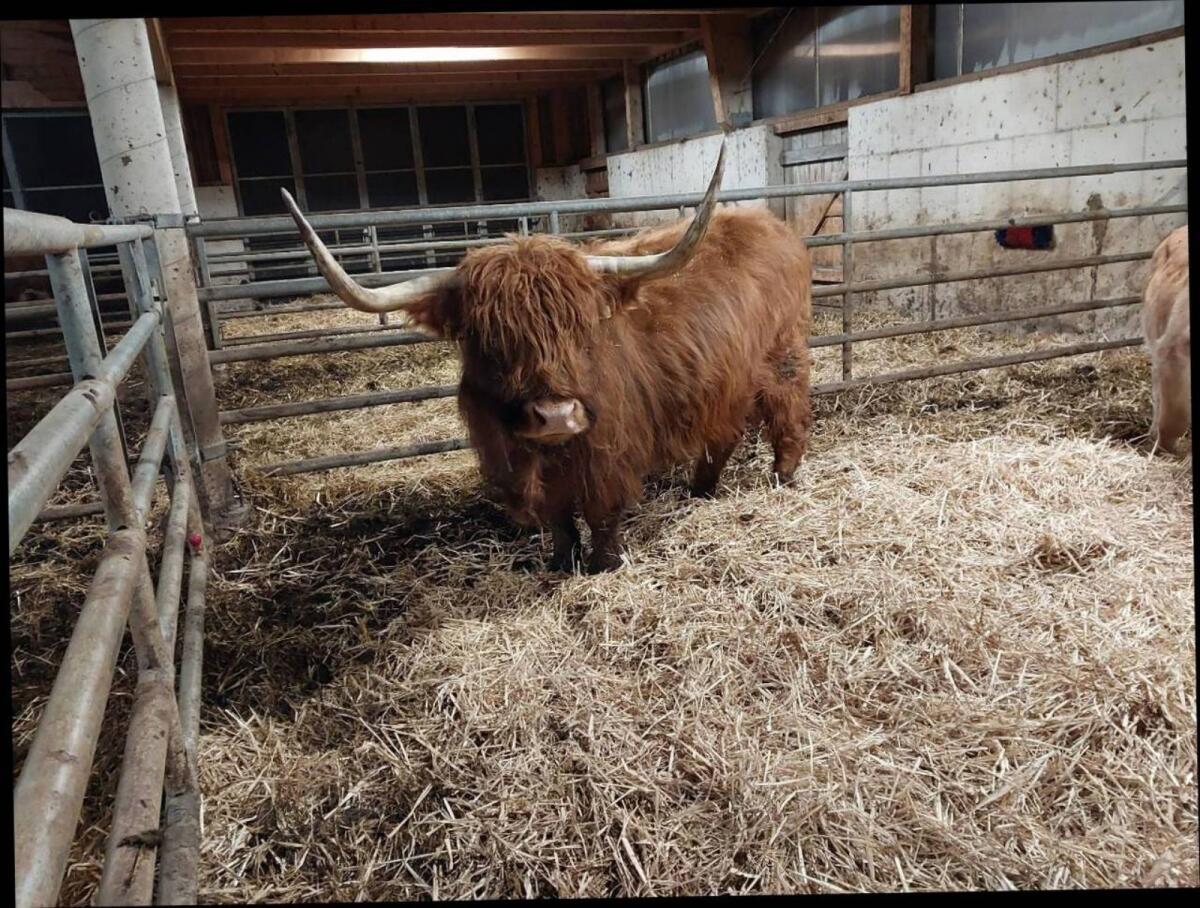 Kuh mit Stierkalb 2