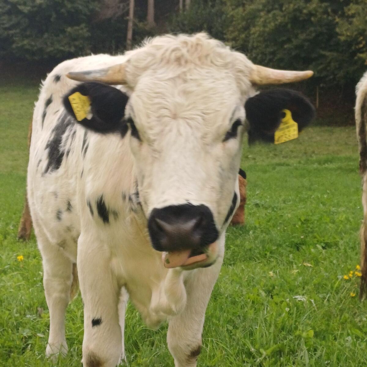 Pustertaler Sprinzen Kalbin 1