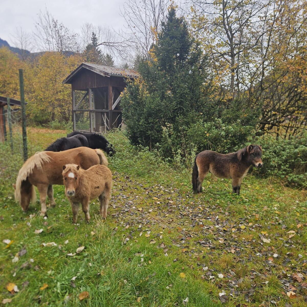 Verkaufe Pony-Stuten 2