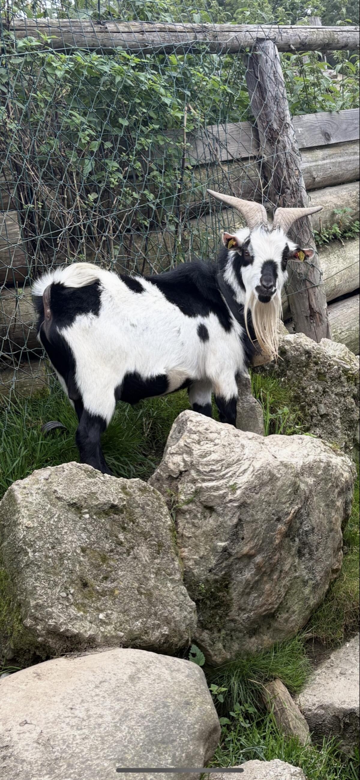 Schöner Zwergziegenbock 1