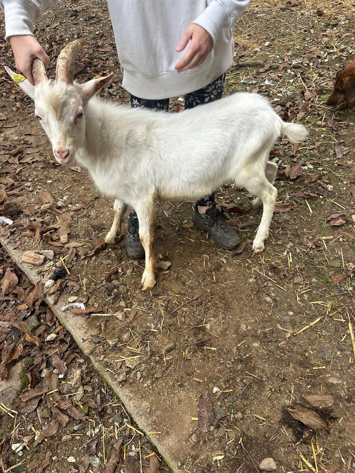 Weißer Ziegenbock 3