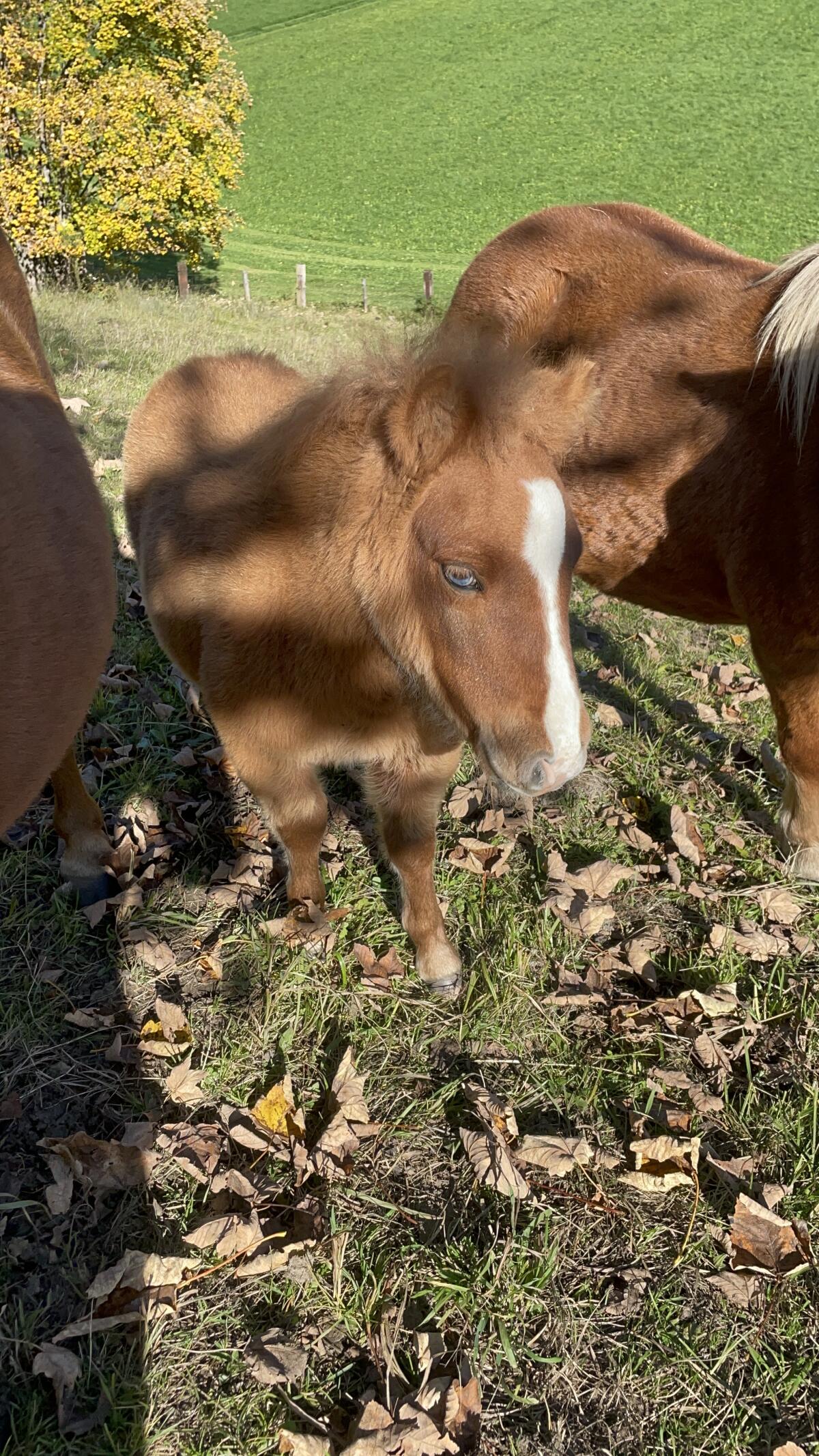 Pony Stute mit Hengstfohlen 1