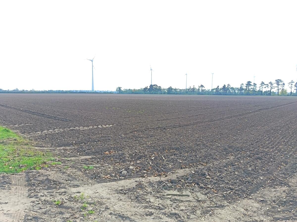 8 ha Acker (Nr. 506) zwischen Obersiebenbrunn und Gänserndorf 2