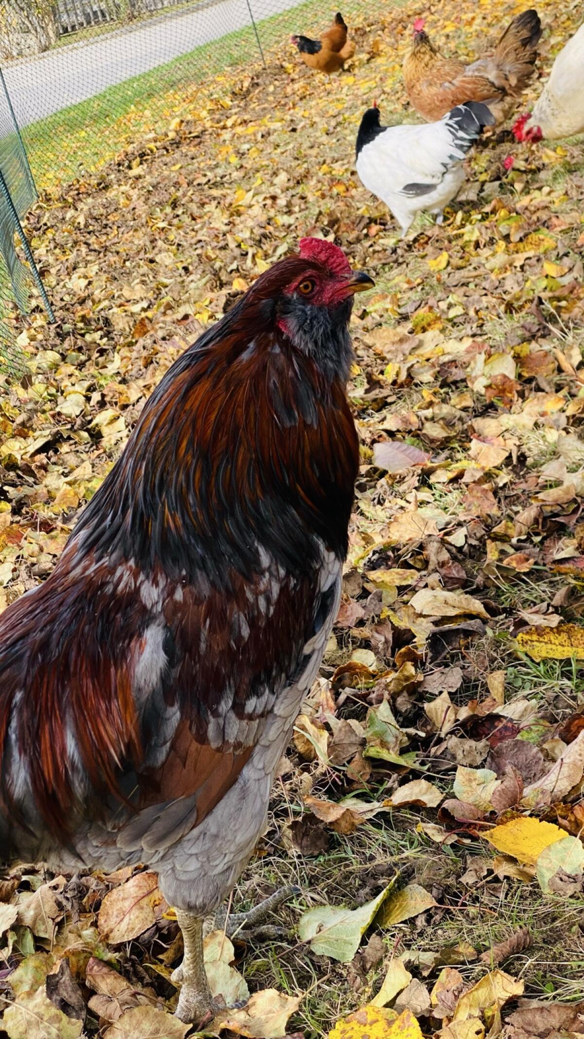 Araucana Hähne 2