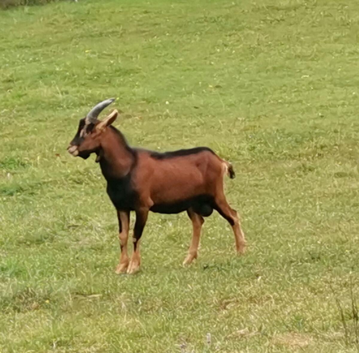 Ziegenbock 1