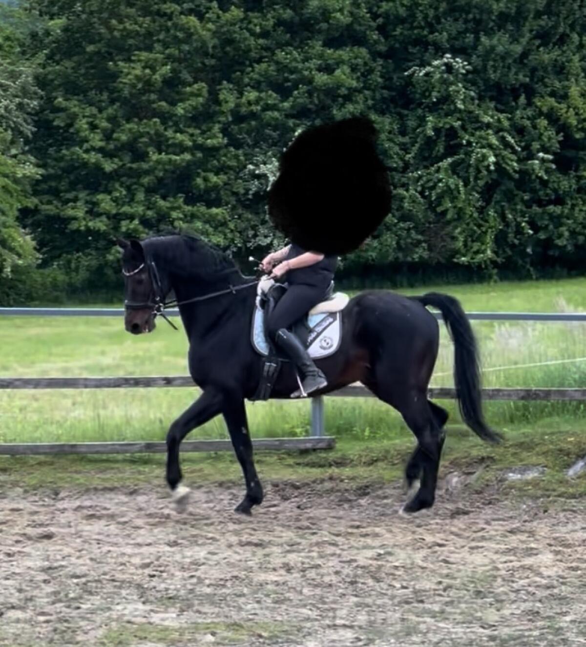 S-Dressur Lehrmeister 2