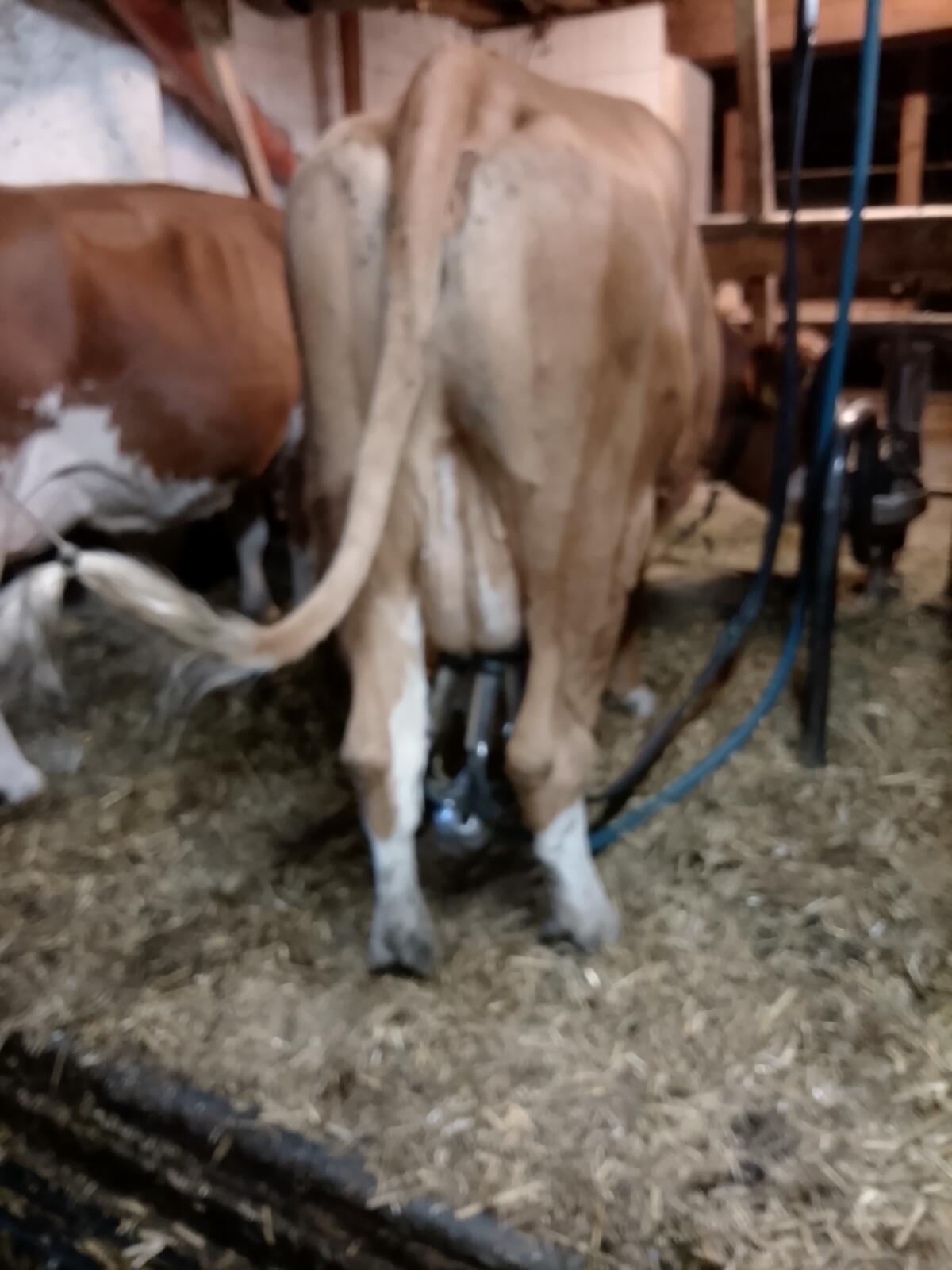Milchkuh 2