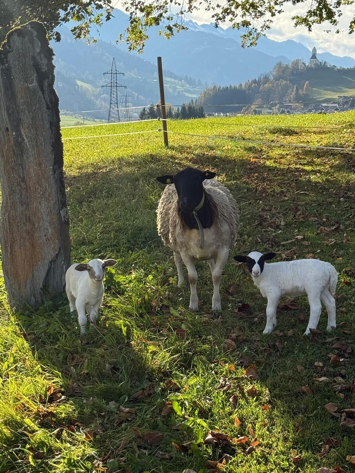 Dorper Schafe, Widder, Auen, Lämmer 2