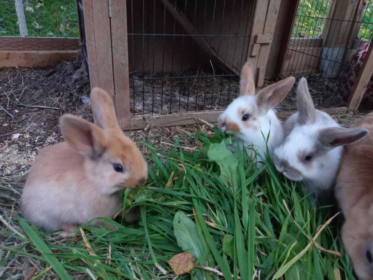 Kaninchenbabys abzugeben 2
