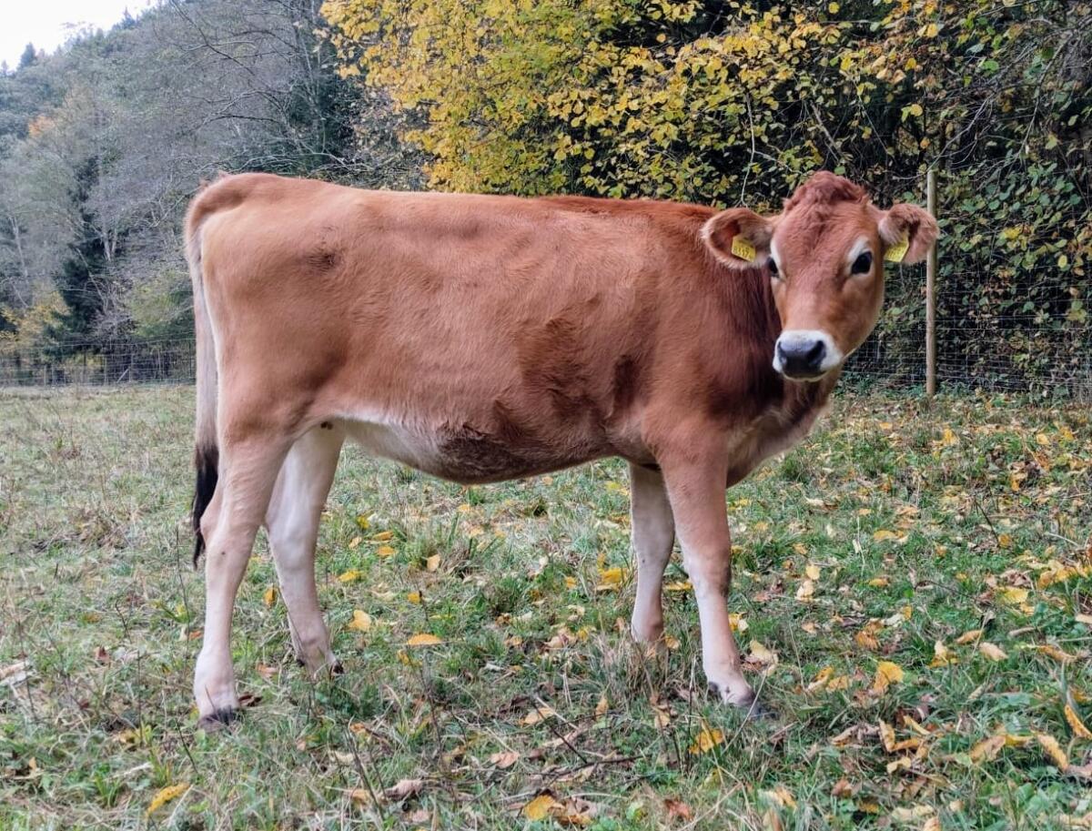 Jersey Kalbinnen 3