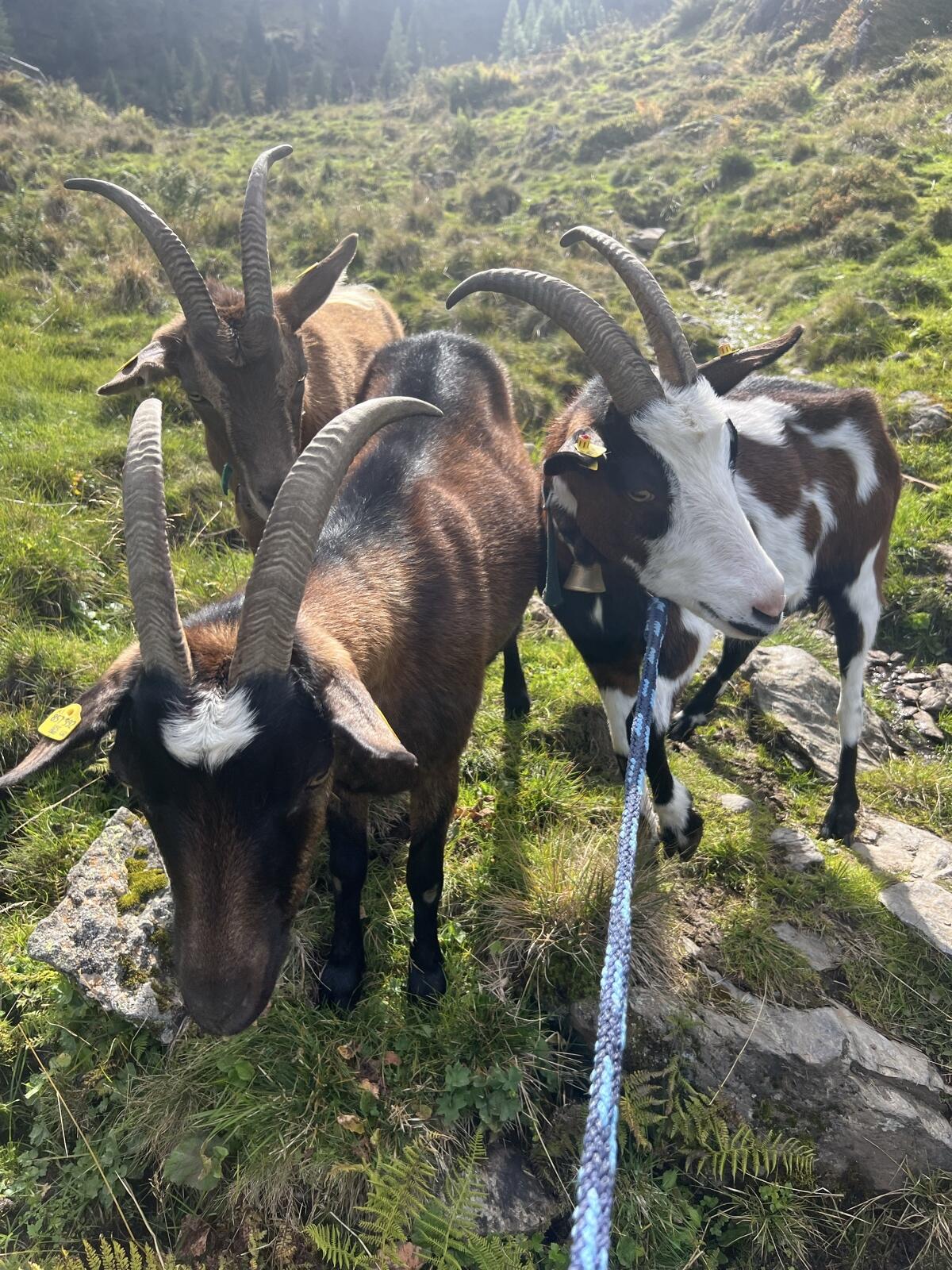 Bunt gemischte Ziegenherde suchen neues Platzerl 1