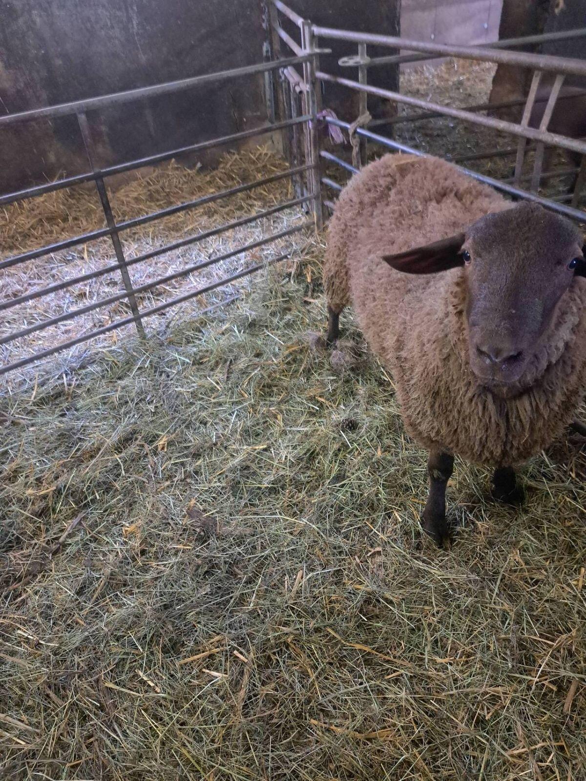 Jurabock 1