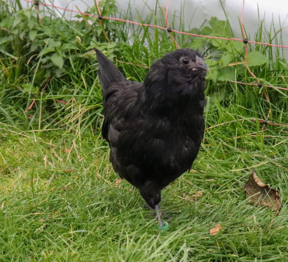 Appenzeller Barthühner 3