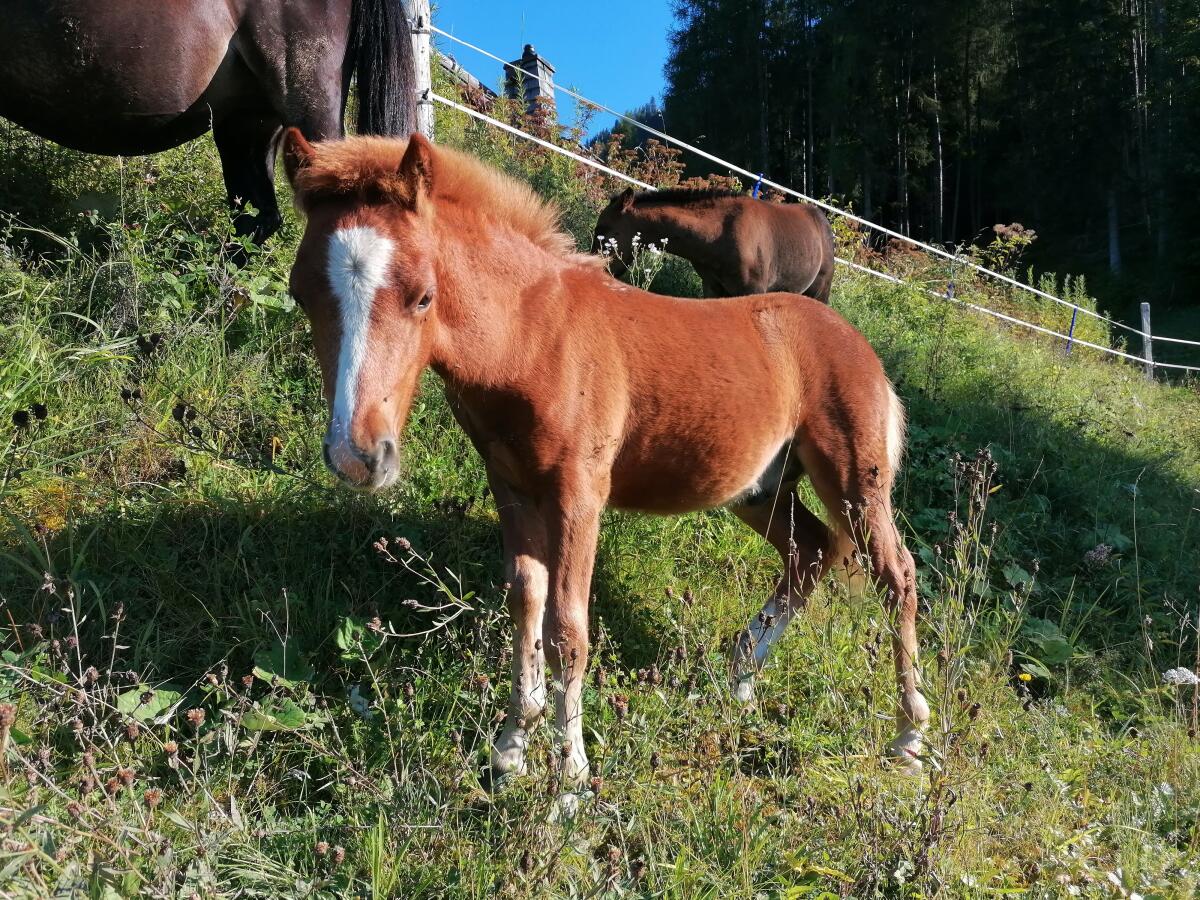 Ponyhengstfohlen Luigi 2