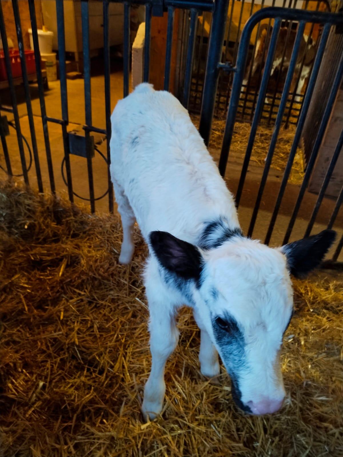 Verkaufe FVxWB Kuhkalb 1