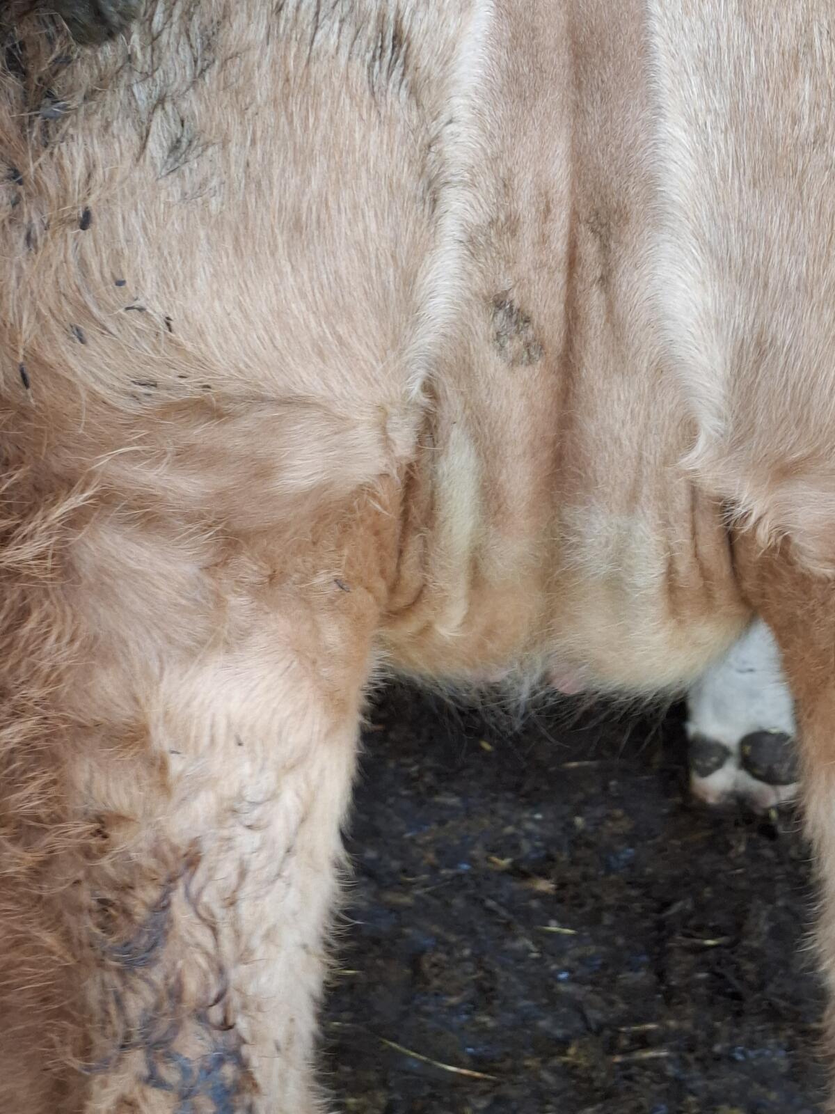 Verkaufe trächtige Fleckviehkalbin 3