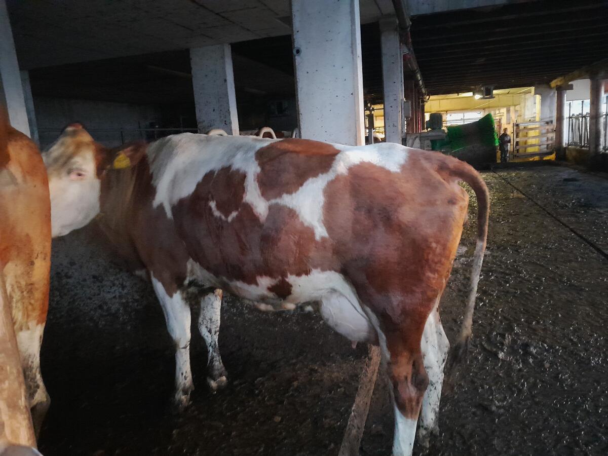 FL - Kühe in Milch 2