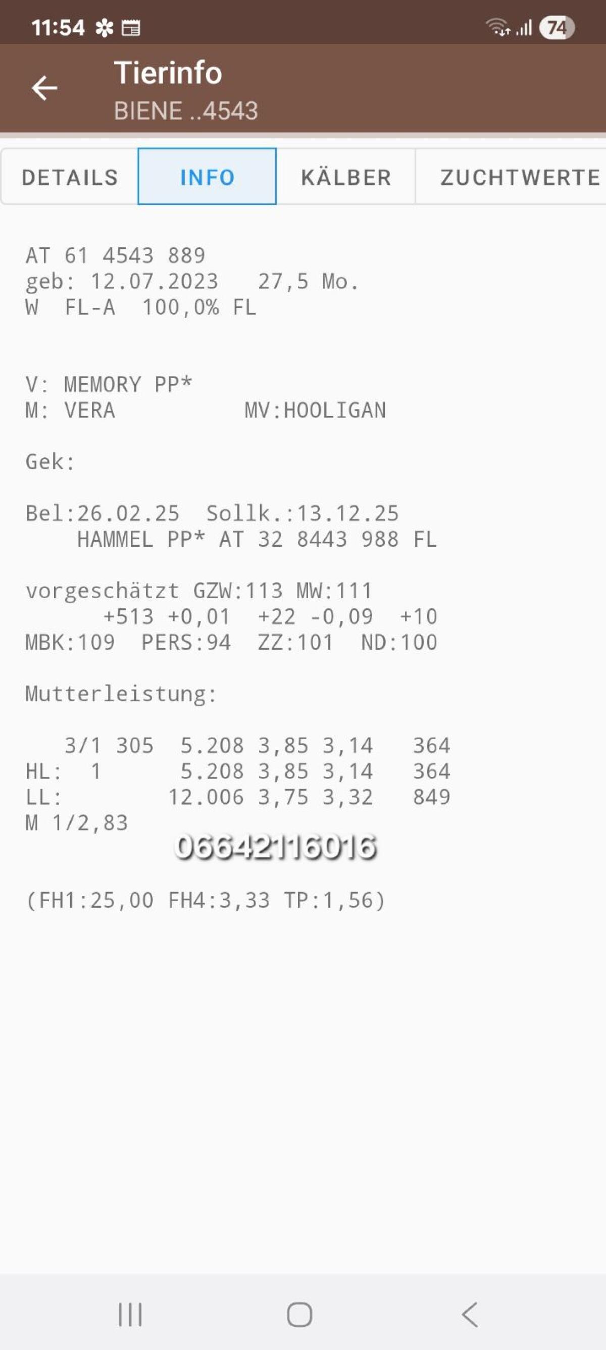 Bio Kalbin hochträchtig 3