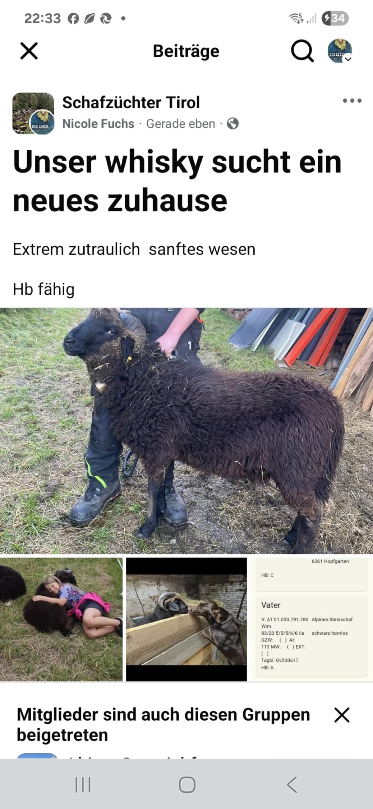 Alpines Steinschaf Widder 2