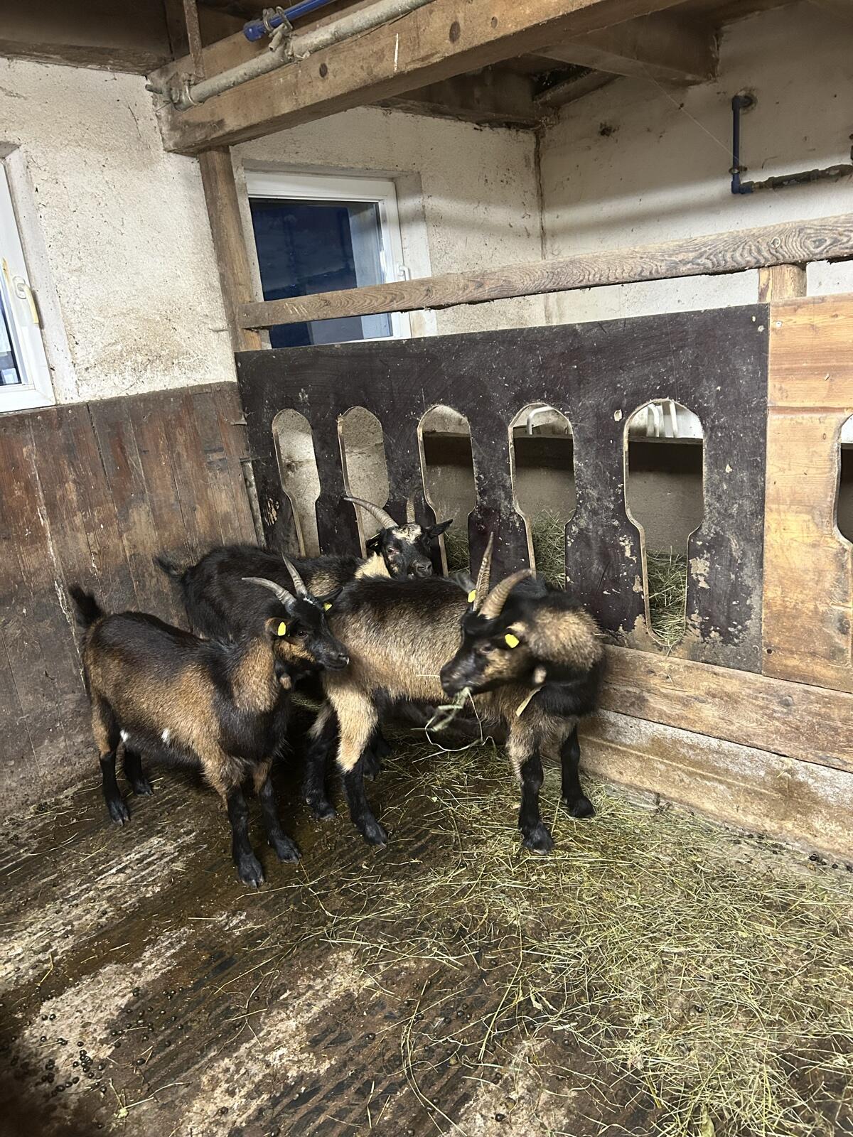 Verkaufe Passeirer Ziegen 1