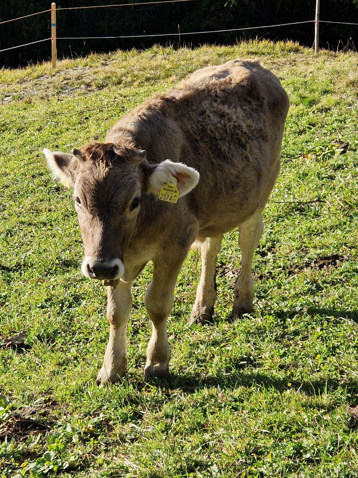 Original Braunvieh Jahrling weiblich 1