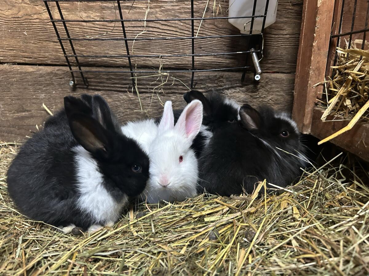 Babyhasen zum Abgeben 2