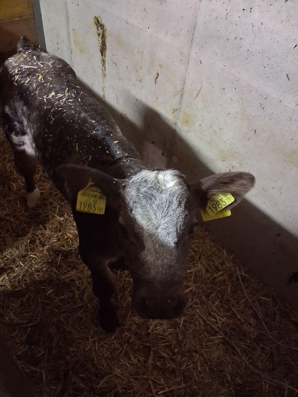 BVxWBB Stierkalb Bio 3