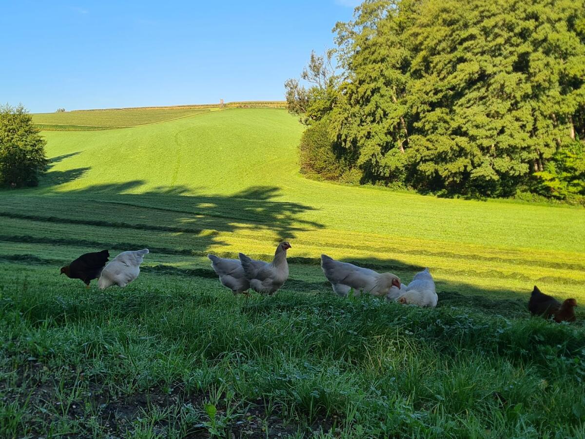 Verkaufe große Welsumer Hennen in perlgrau-orangefarbig 1