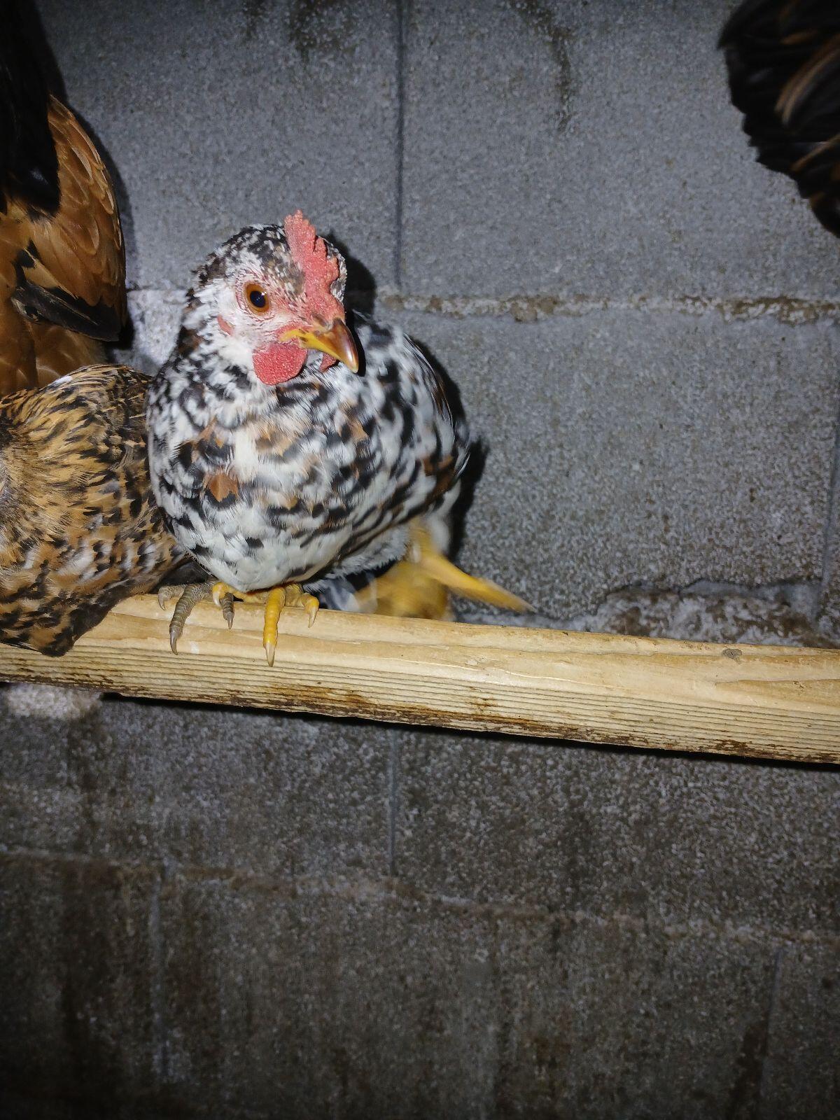 Moschusenten, Stummenten, Flugenten 1