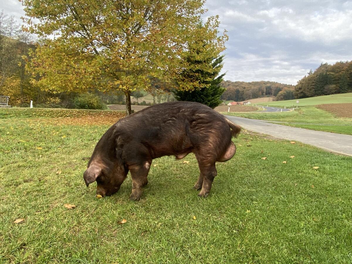 Duroc Eber 2