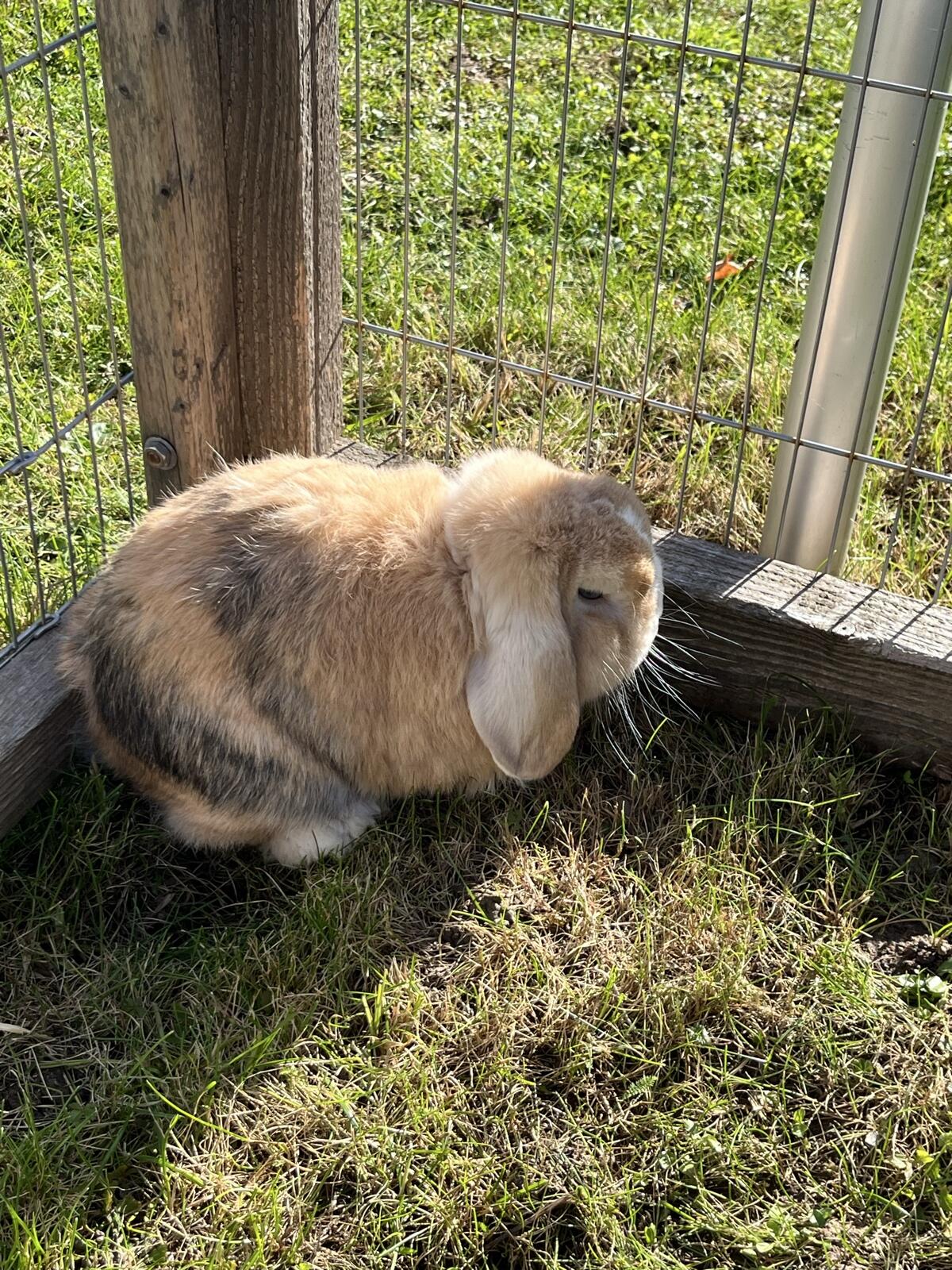Zwergwidder/Zwergkaninchen 1