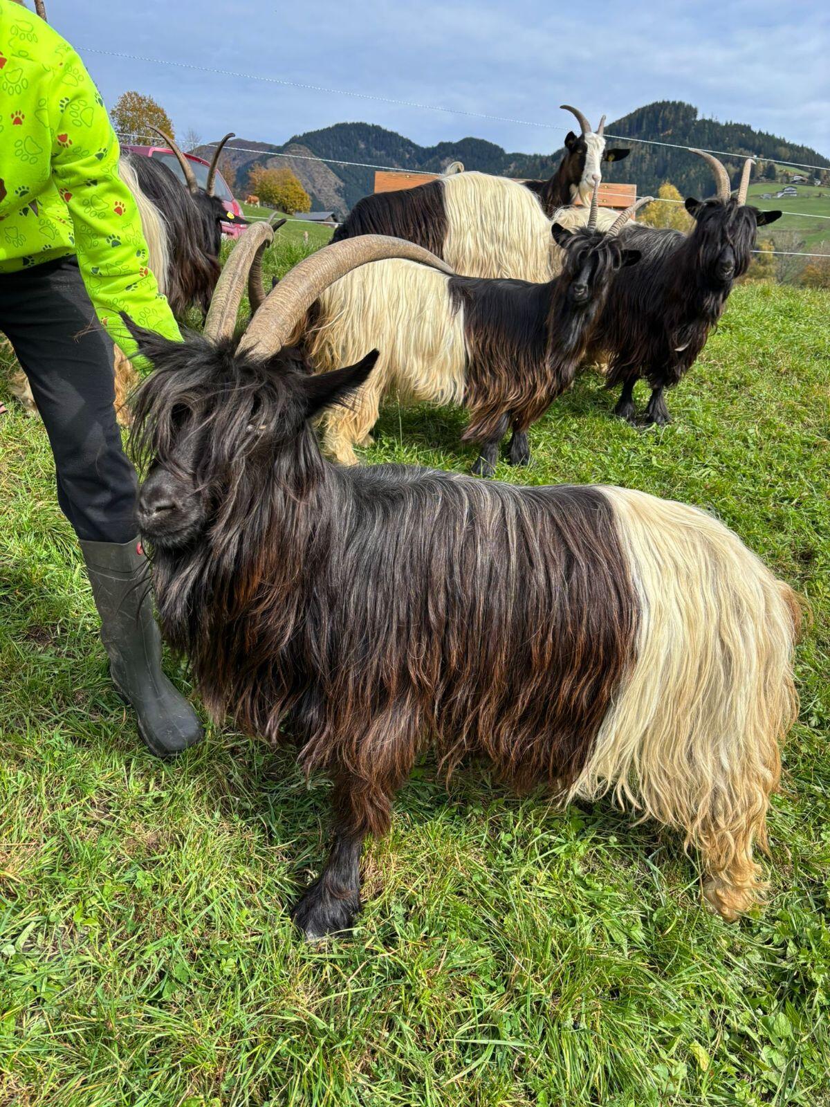 Verkaufe Waliserziege mit Papieren 3