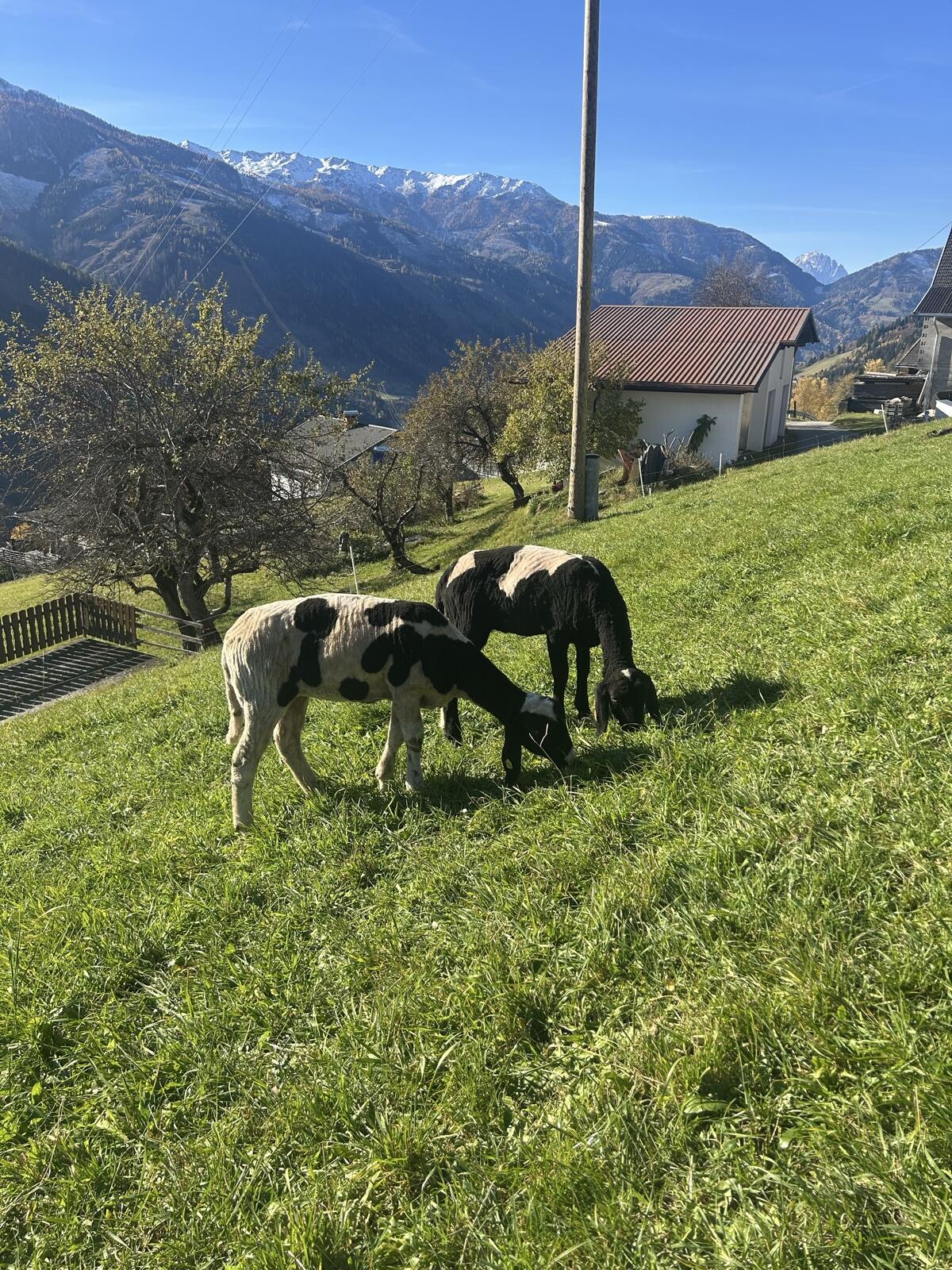 Weibliche gescheckte Bergschafe 1