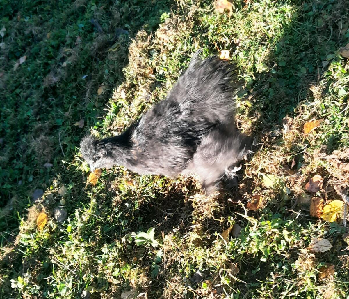 Seidenhühner und Pfautauben 3