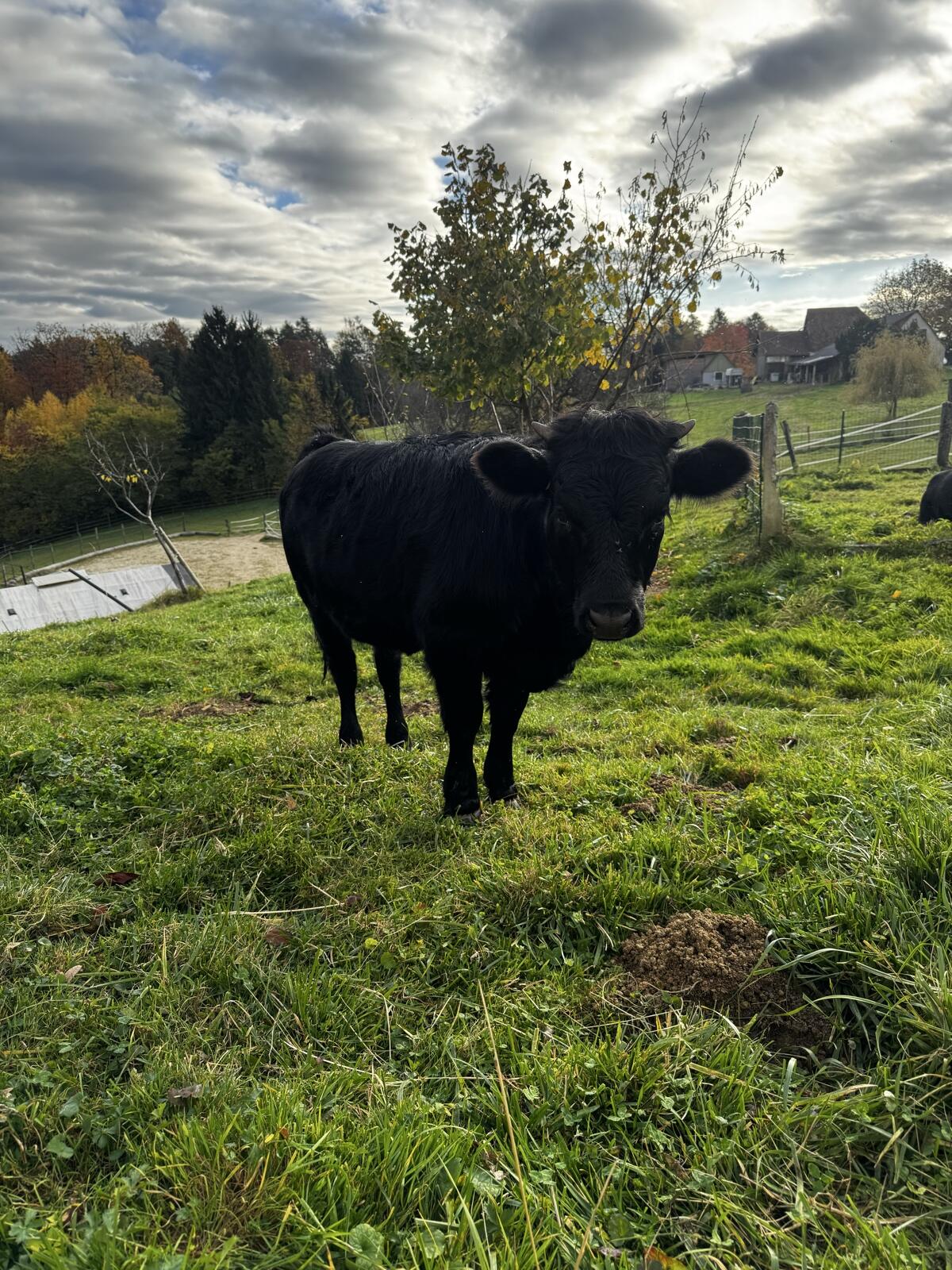 Dexter Kalbin Lisal 2