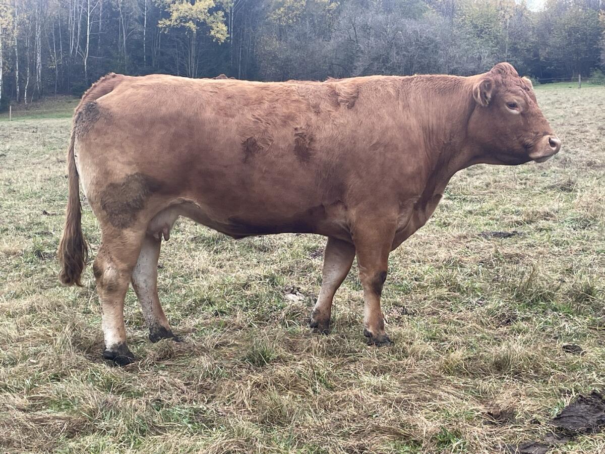Reinrassige tragende Limousin-Kühe zu verkaufen 1
