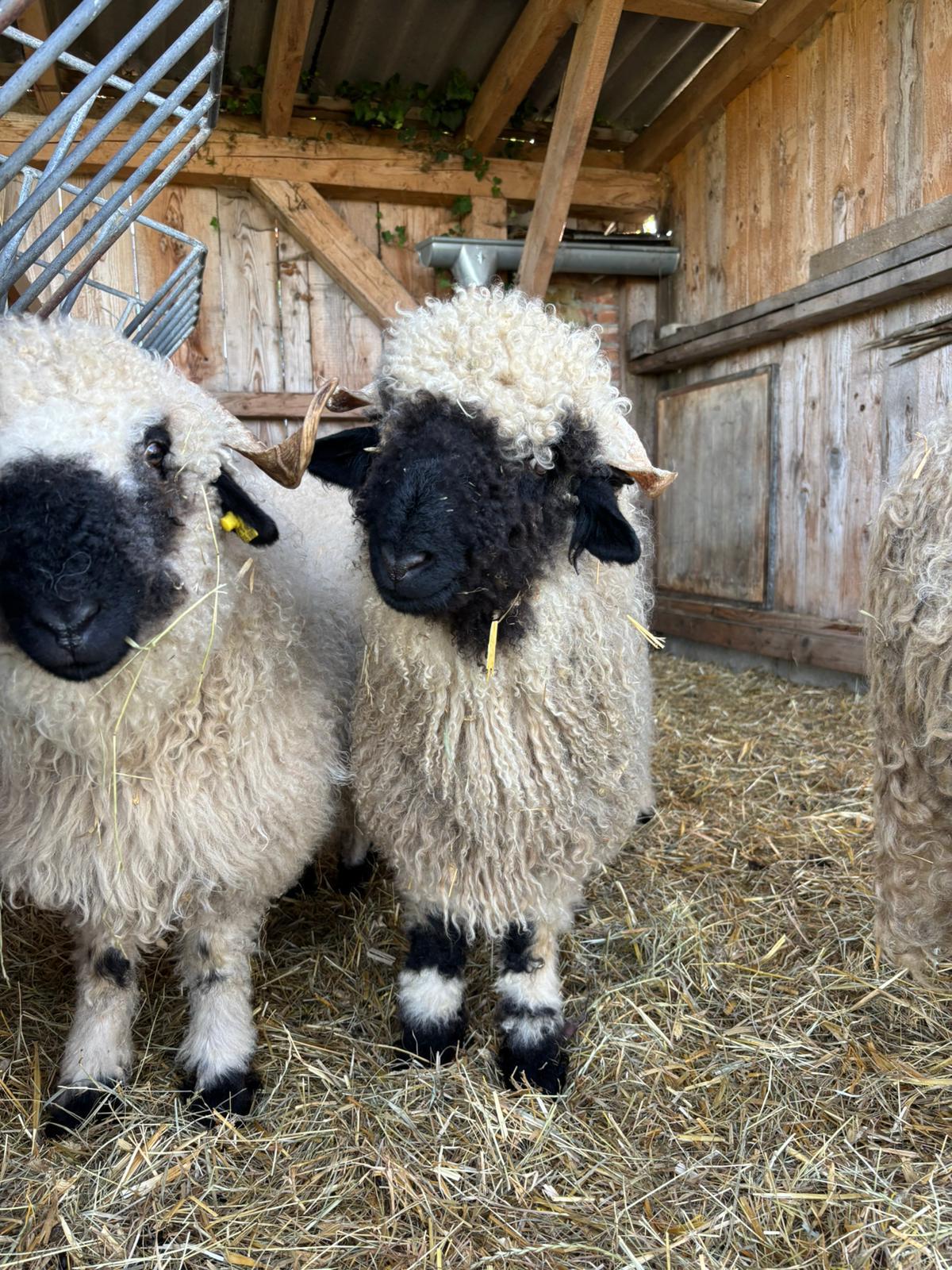 Walliser Schwarznasen-Widder 2