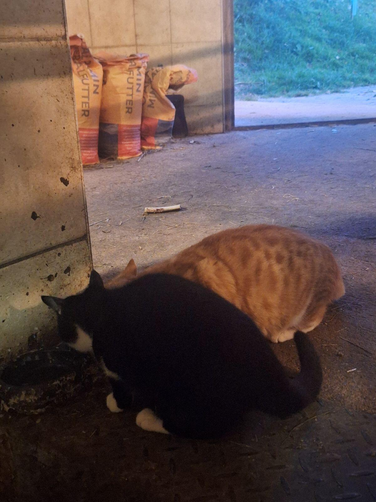 Baby Katzen zum Verschenken 3