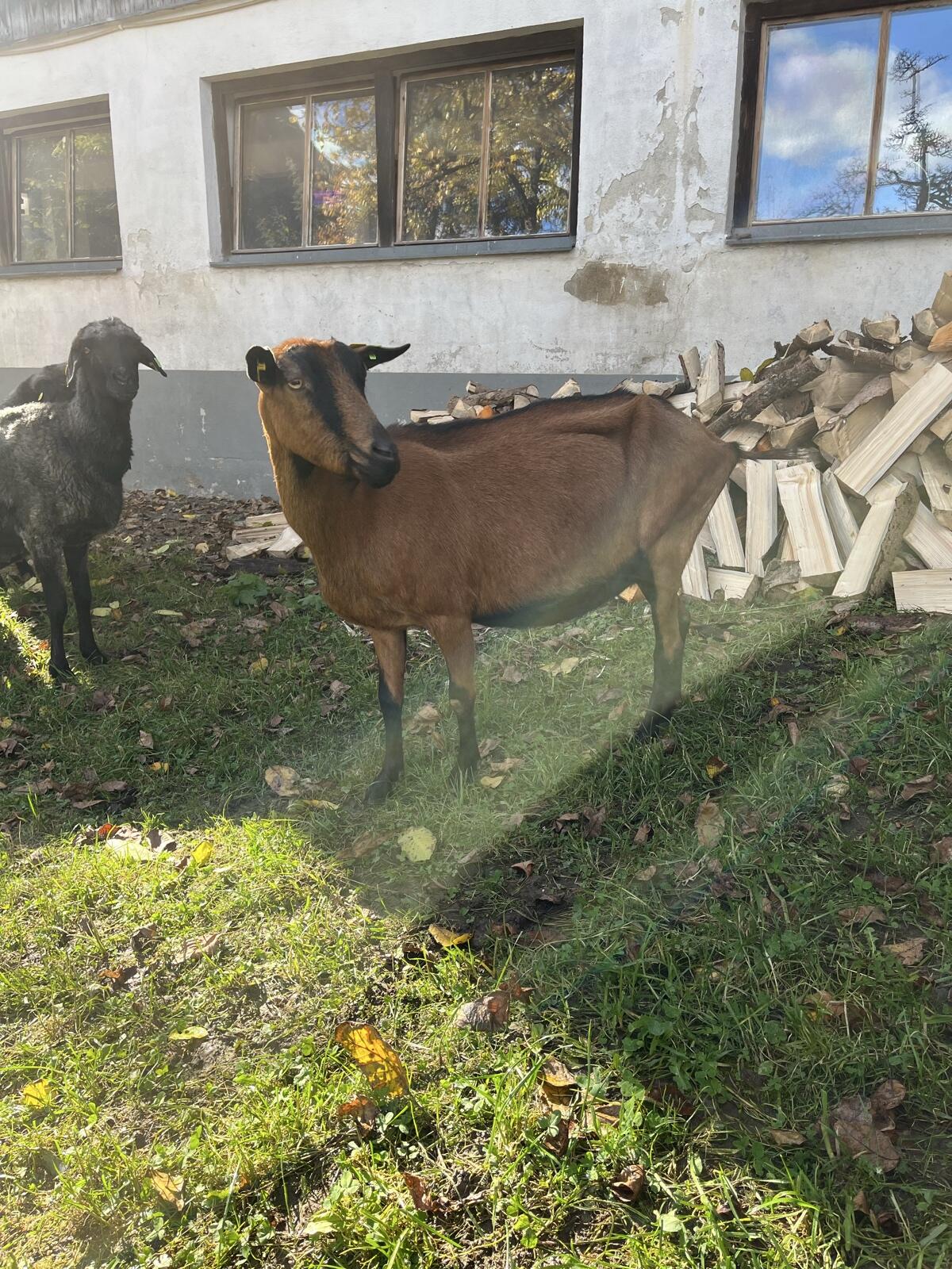 GGZ Ziege HB, Sehr Zutraulich 2