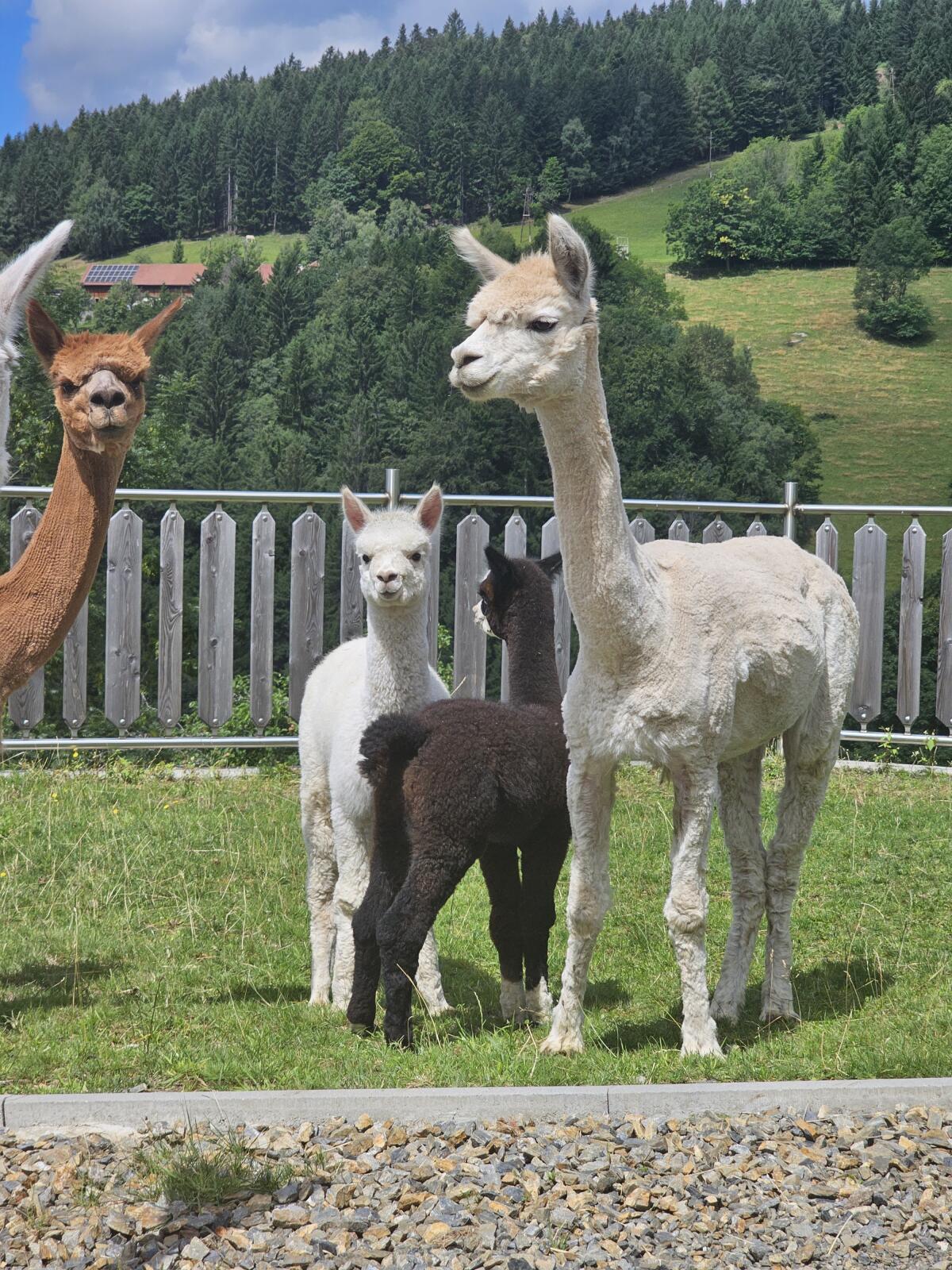 Rabenwald Alpaka, Stute, Hengst, Wallach, Fohlen und Cria 2