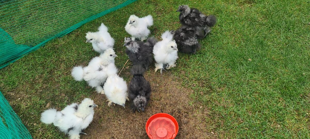 Seidenhuhn Jungtiere 1