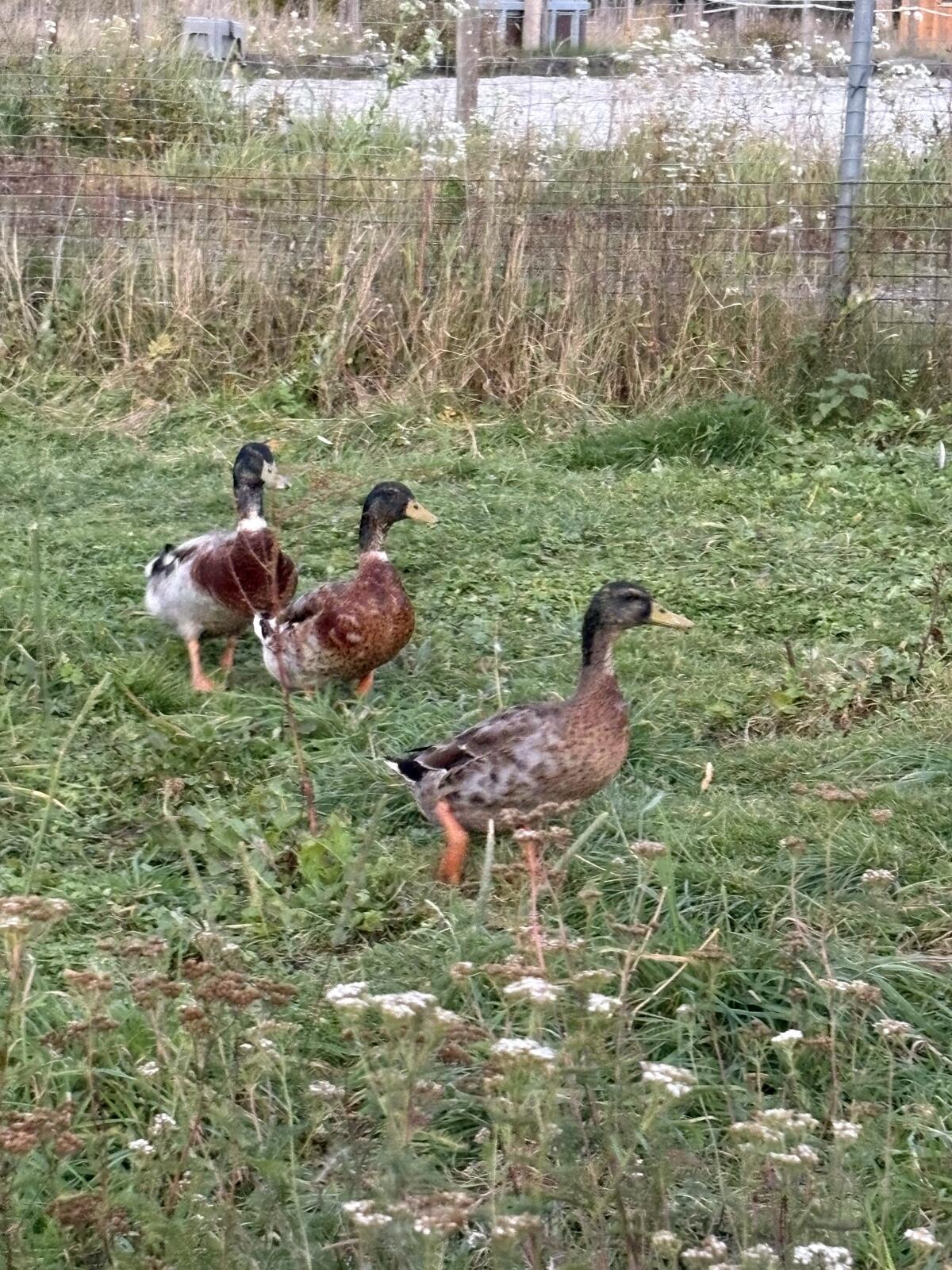 Hausenten, Stockenten 3