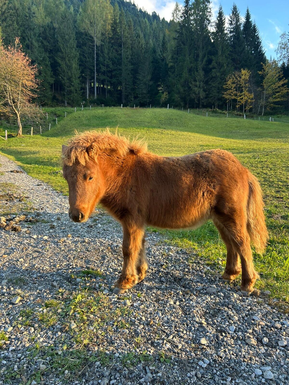 Ponyhengst, halbjährig 2