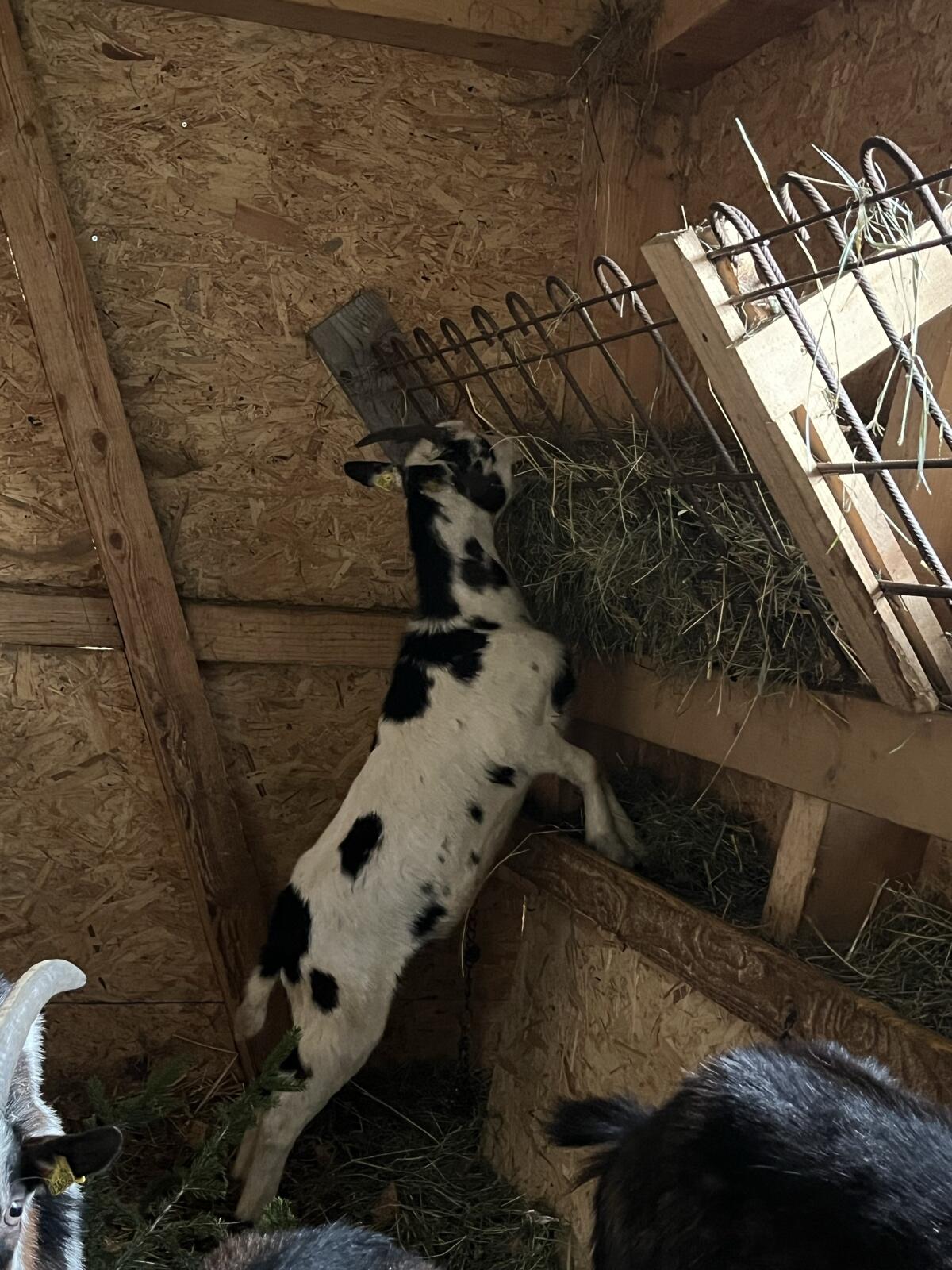 Suche Pfauen, Tauernschecken Aosta, Ziegen (NICHT HB!!!!) 3