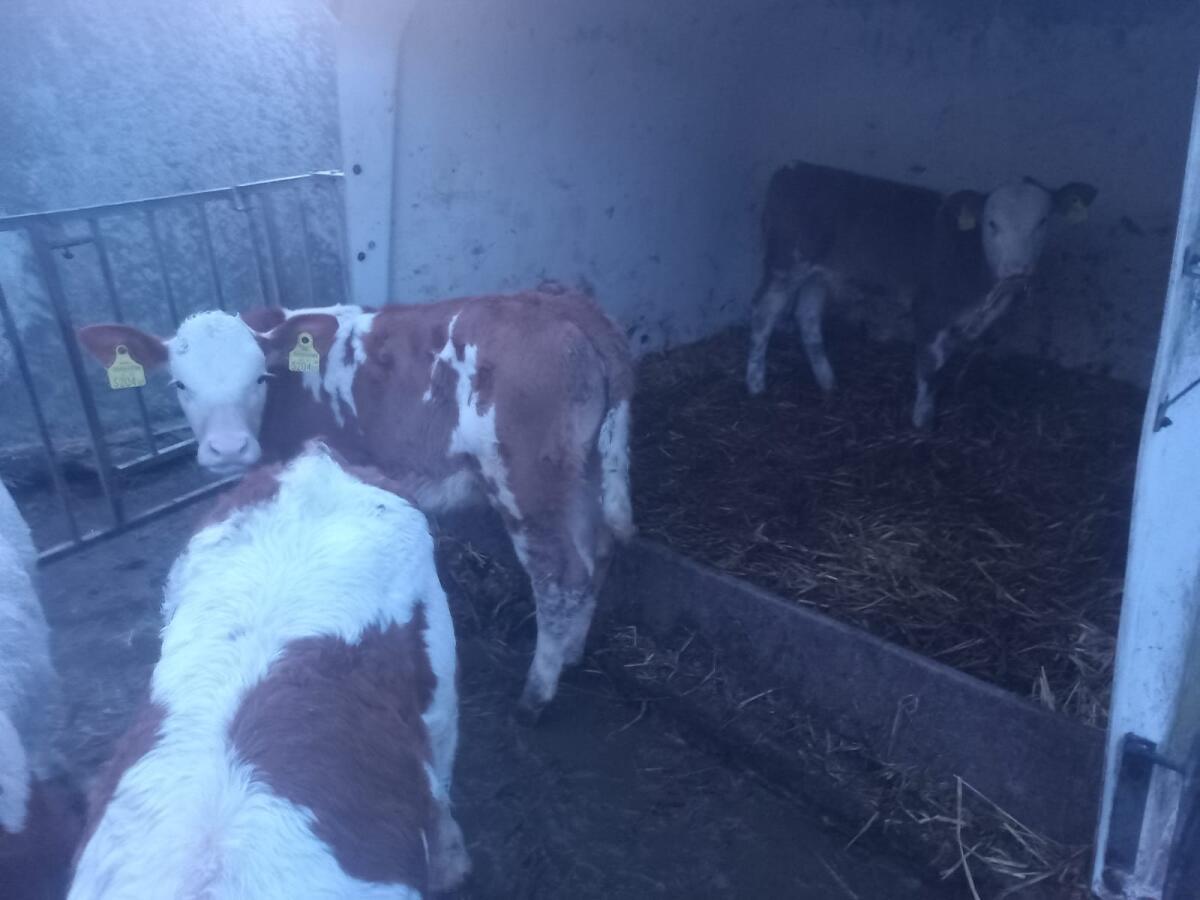 Verkaufe 7 Kälber 3