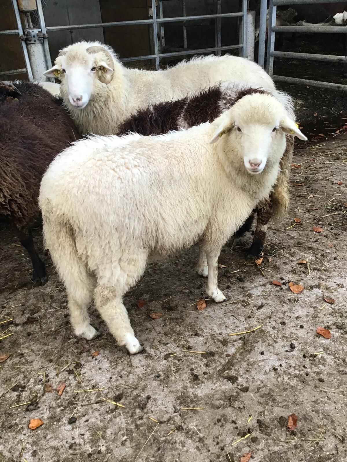 Bio Waldschaflamm weiblich 1